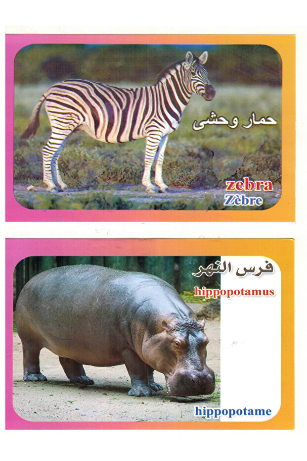 الكروت التعليمية - حيوانات الغابة - 3