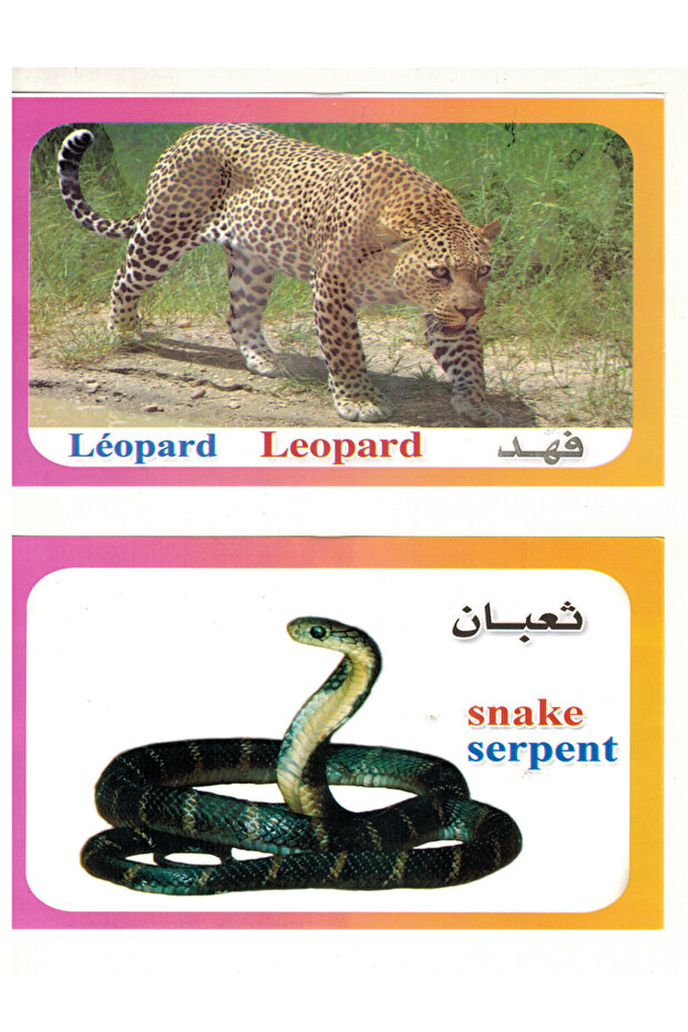 الكروت التعليمية - حيوانات الغابة - 2