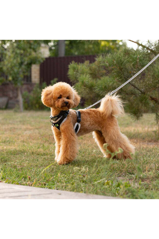 Ergocomfort Dog Collar with micro-regulating systemColor: Blue, Dimension: 25-33cm x 15mm