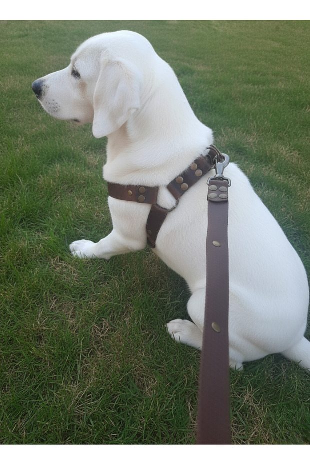 Dog Chest Harness Adjustable and Leash Set of 2 for Small & Small to Medium & Large Breeds Dark Brown