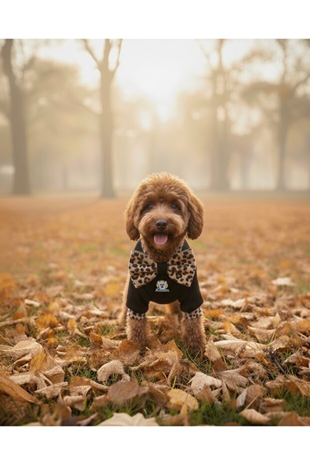 Leopard Patterned Black Basic Dog Outfit (Male Model) - 1