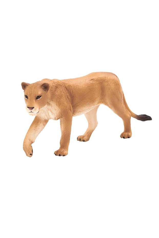 Lioness