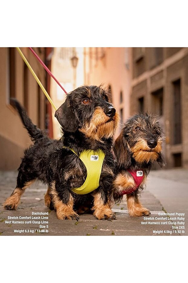 Vest Harness Clasp Air-Mesh Lime M - 5