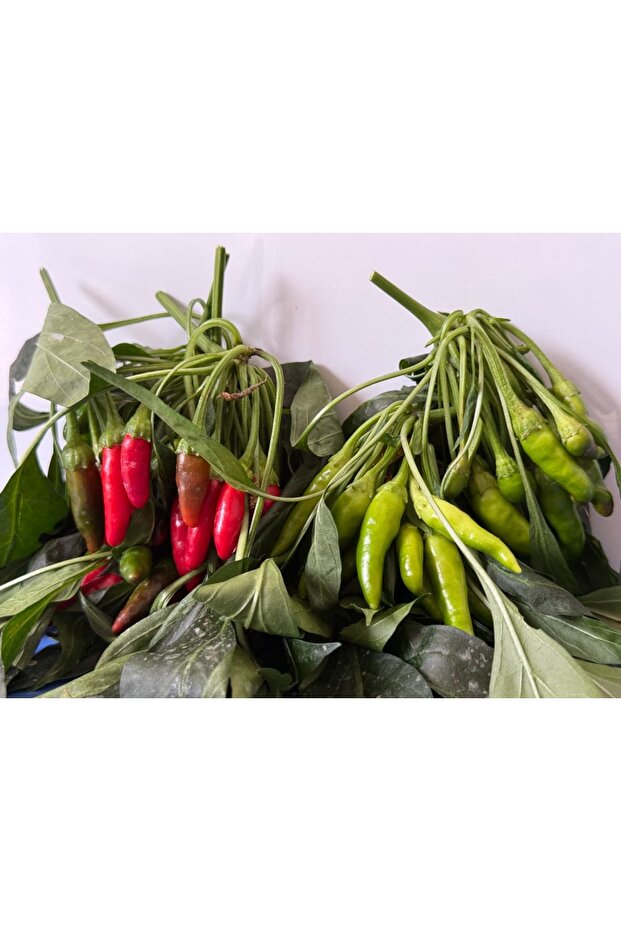 Cin Biber (Acı) - 4