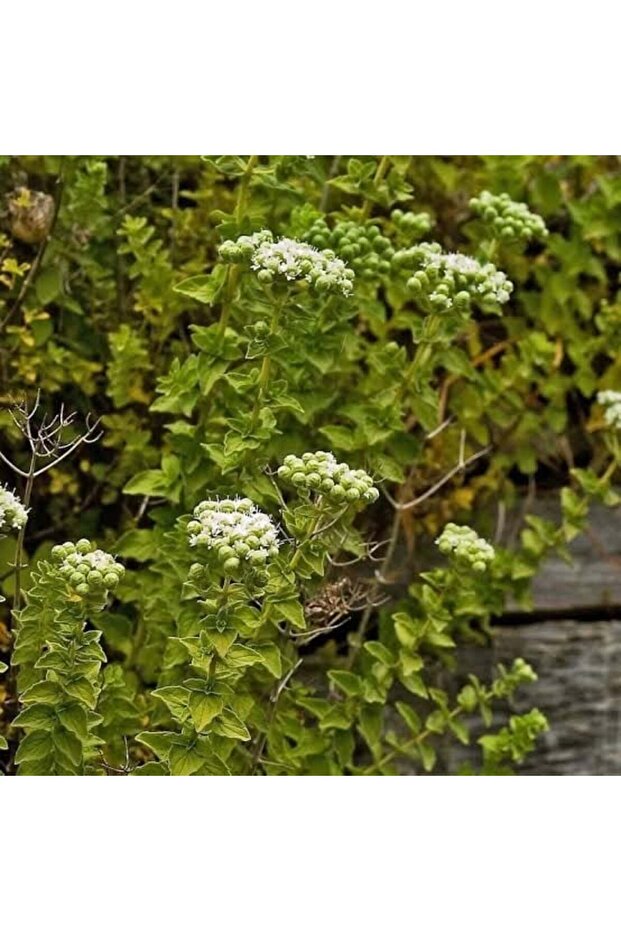 Doğal Kekik 60 gr - 2