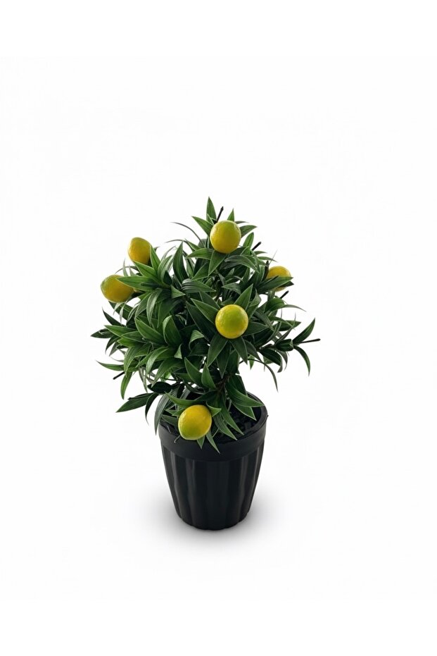 Limon Ağacı Saksıda