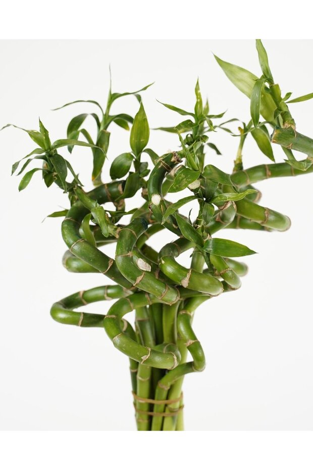 Şans Bambusu – Dracaena sanderiana – 40 cm (5li Demet) - 3