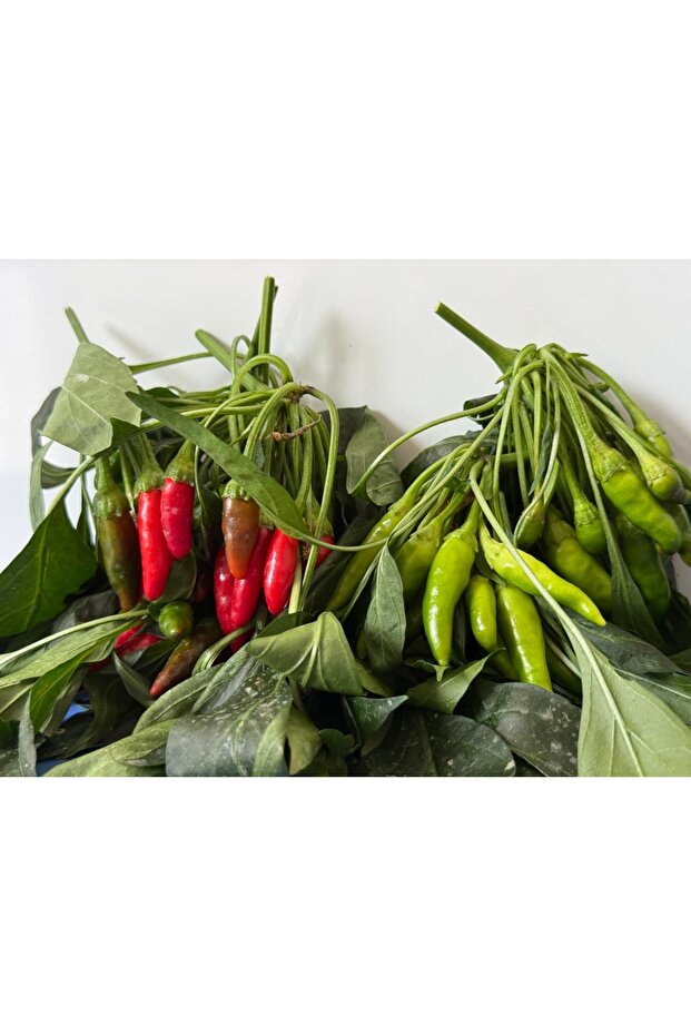 Cin Biber (Acı) - 1