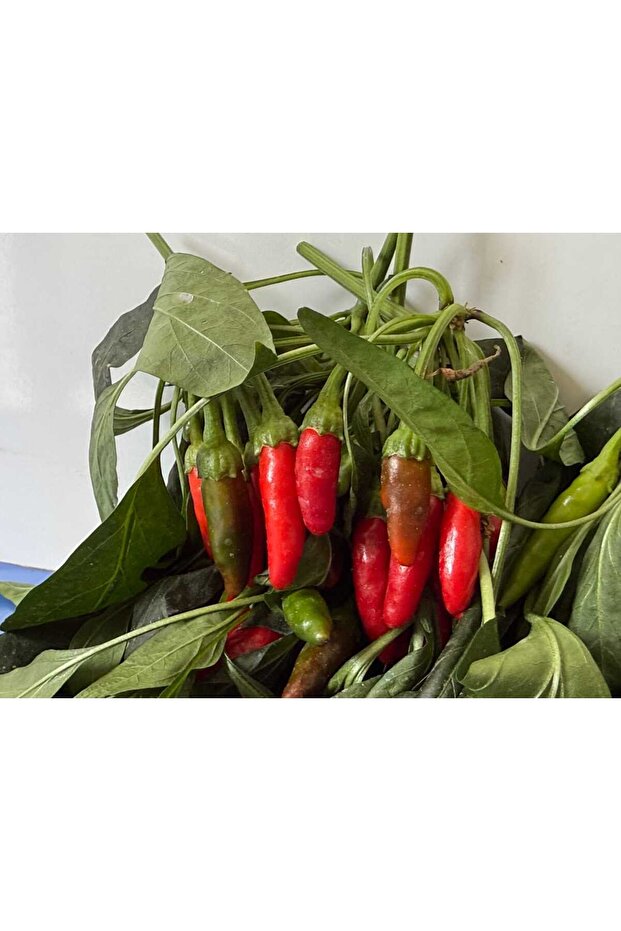 Cin Biber (Acı) - 3