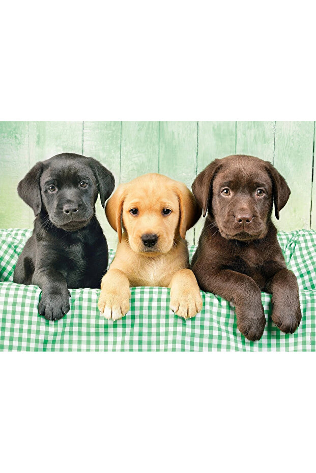 Labradors 1000 Parça Puzzle / - 4