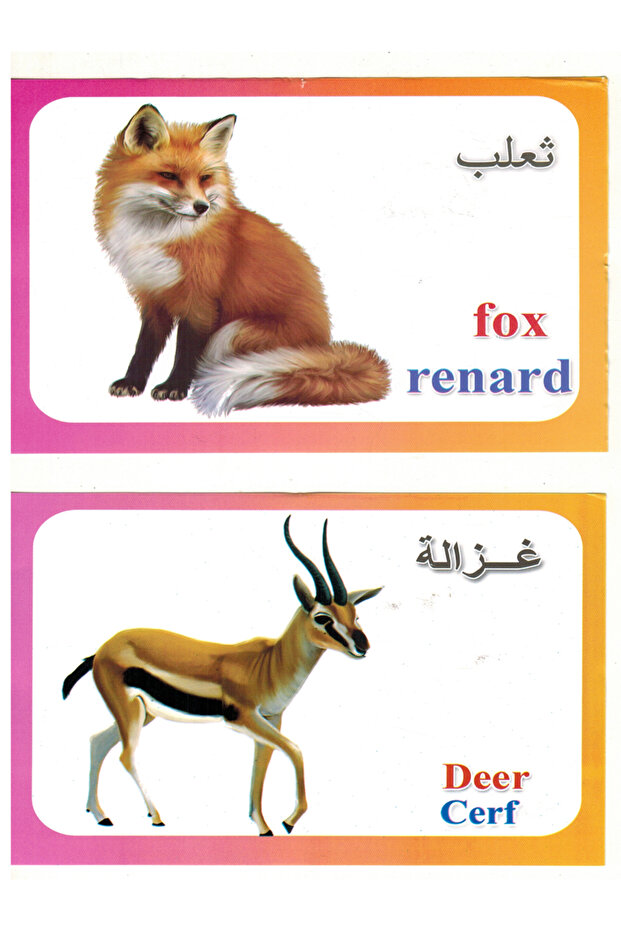 الكروت التعليمية - حيوانات الغابة - 5