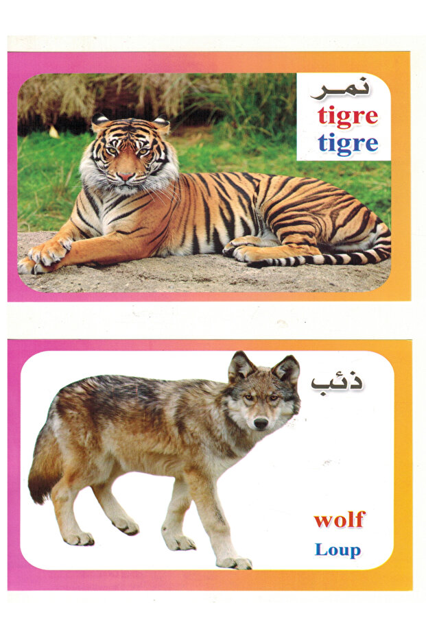 الكروت التعليمية - حيوانات الغابة - 4