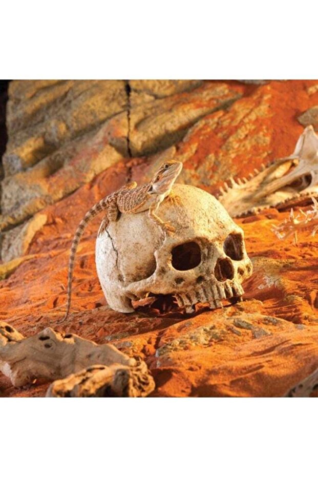 Primate Skull 4.2