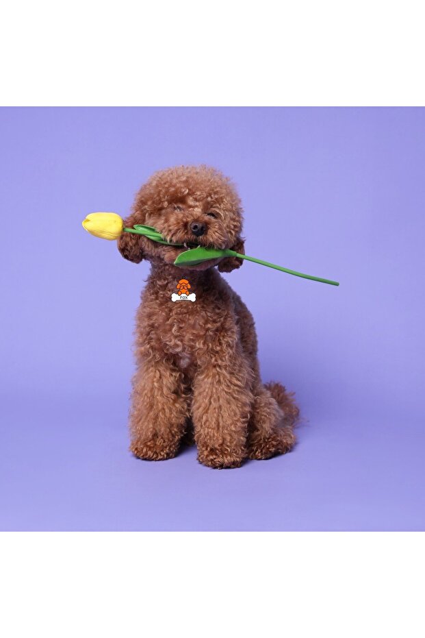 POODLE İSİMLİK - 5