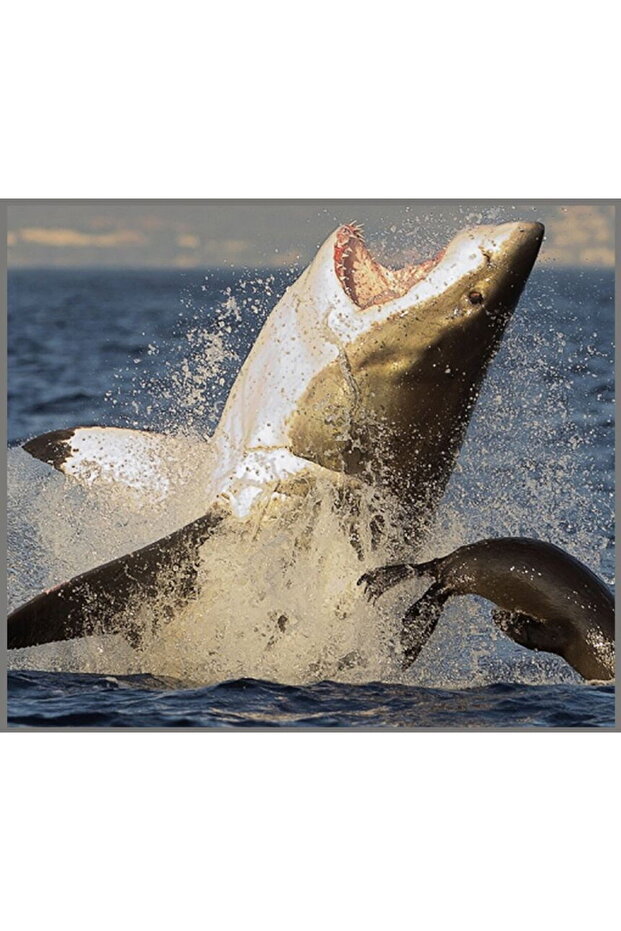 Flashlight projector - Dangerous sharks - 8