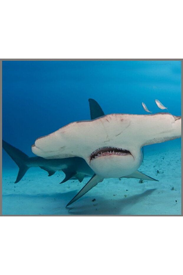 Flashlight projector - Dangerous sharks - 5