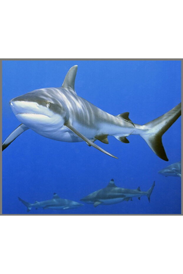 Flashlight projector - Dangerous sharks - 6