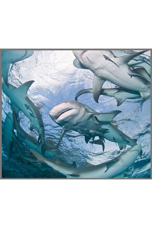 Flashlight projector - Dangerous sharks - 7