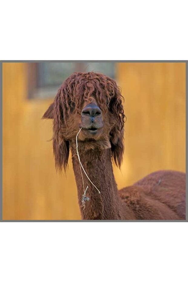 Proiector tip lanterna - cu animalute - 6