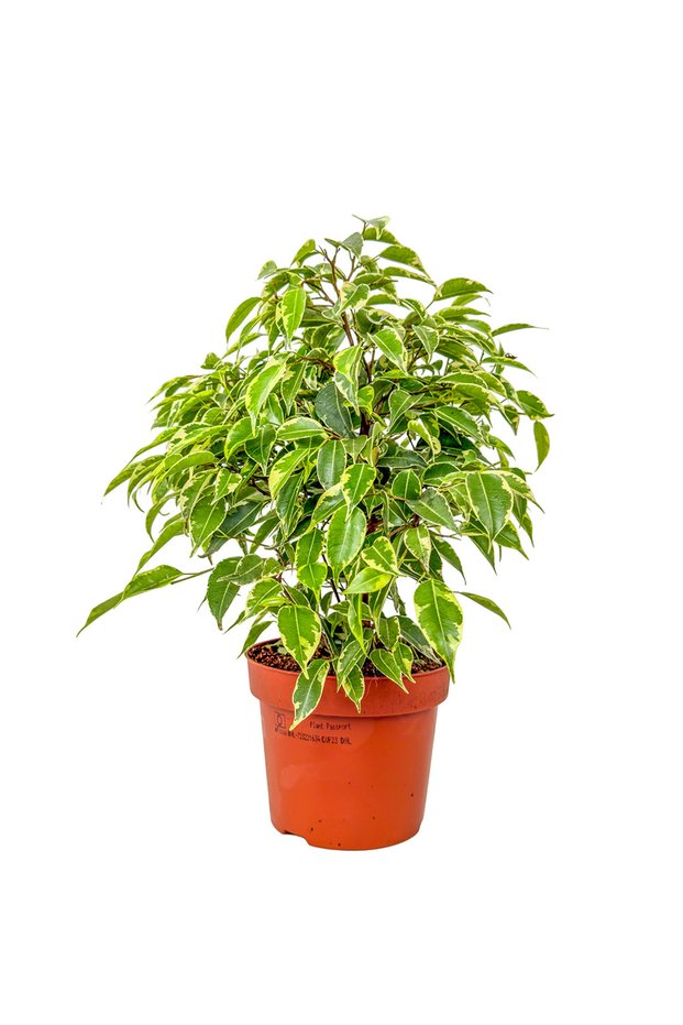 Benjamin Mini (Ficus Benjamina Starlight)