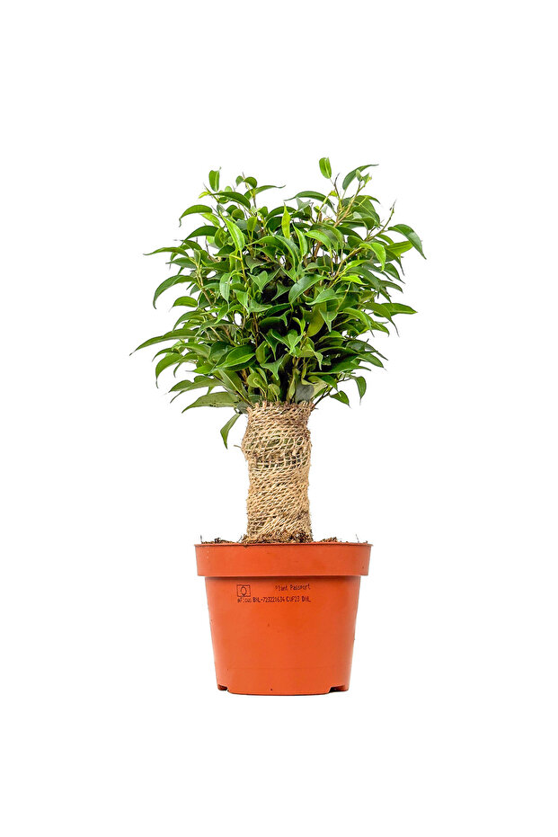 Benjamin Mini (Ficus Benjamina Danielle) - 1