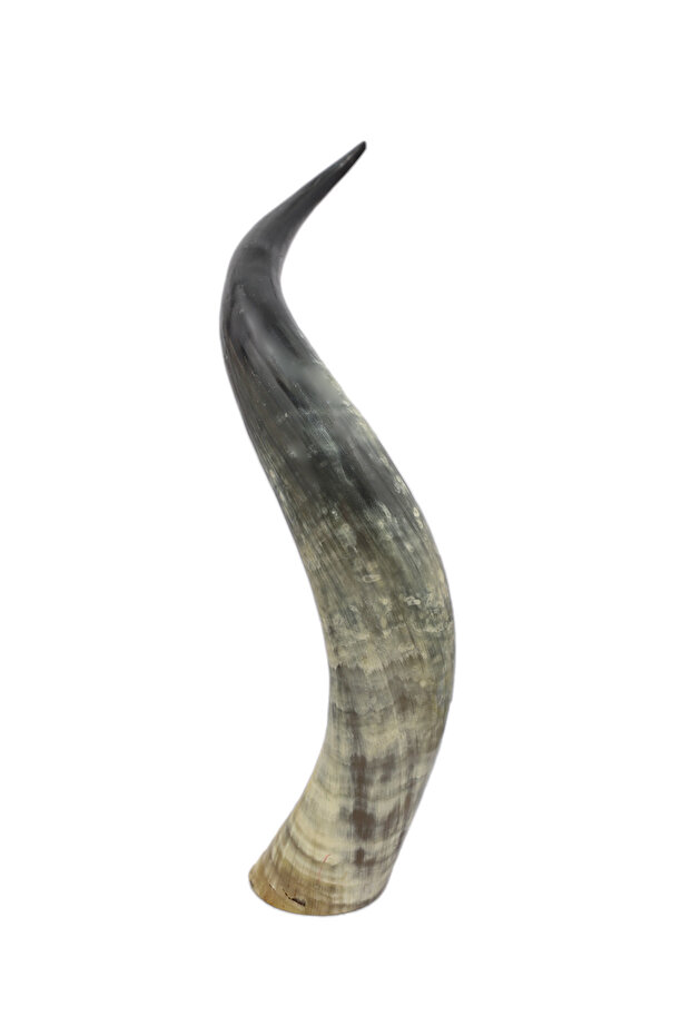 Real Longhorn Decorative Horn – Hand-Carved Authentic Horn Accent