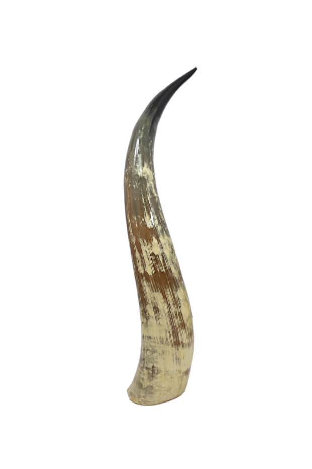 Skull Bliss Authentic Real Longhorn – Hand-Crafted Decorative Horn