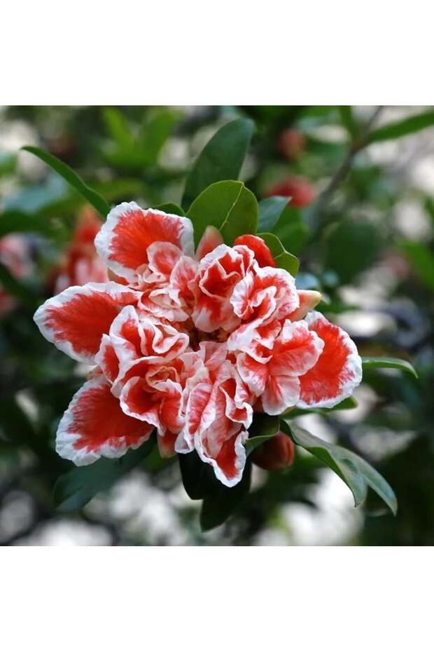 Süs narı tüplü - 1