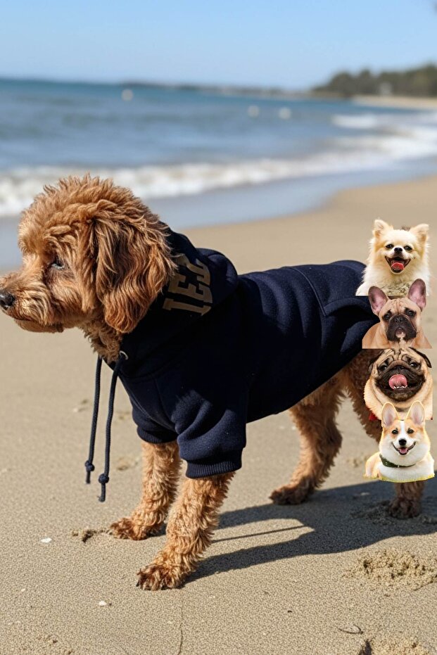 Small Breed Hooded Navy Blue Dog Hoodie, Small Breed Dog Clothes
