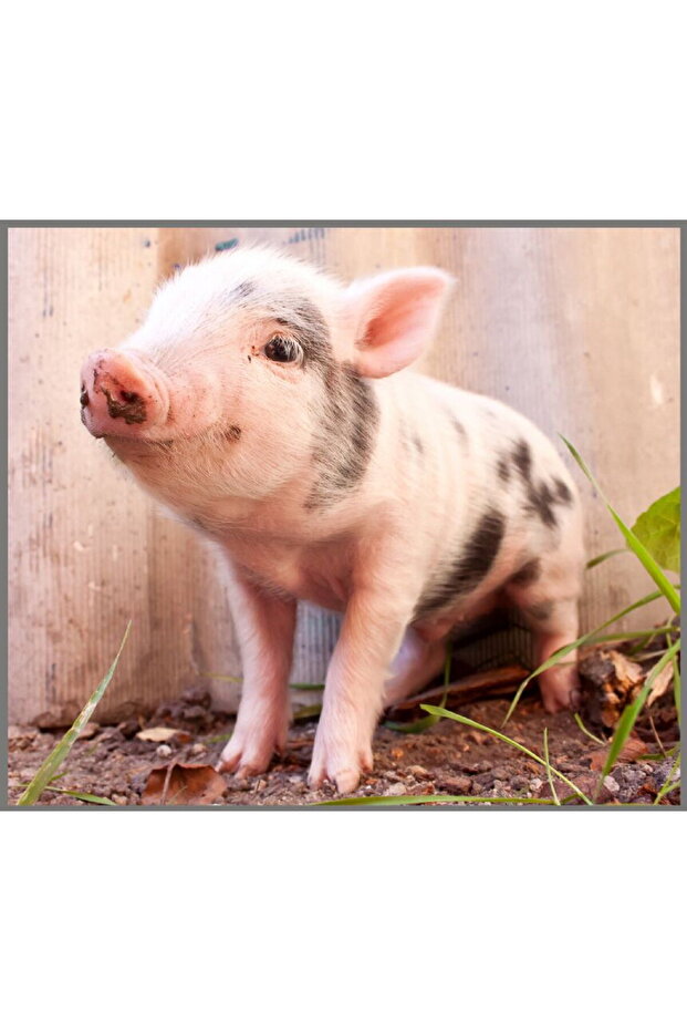 Flashlight projector - Cute animals - 8