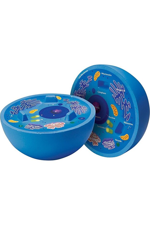 Animal cell section - 1