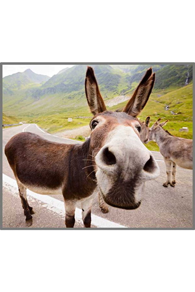 Proiector tip lanterna - cu animalute - 7