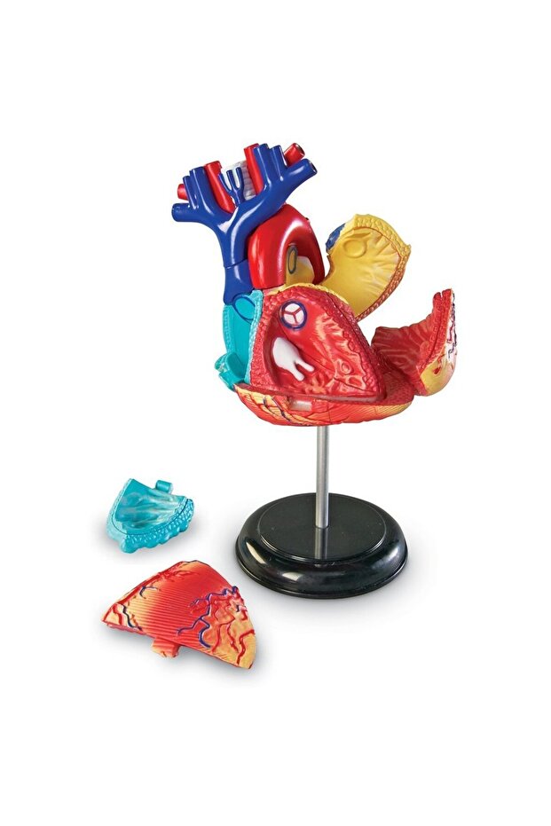 Human body template - Heart - 2