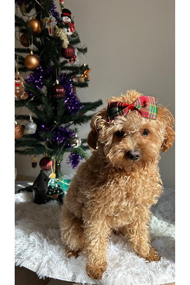 Christmas Themed Ribbon Dog Buckle