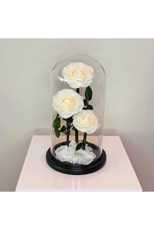 in Glass Dome (White, Large) – Preserved 3 White Roses