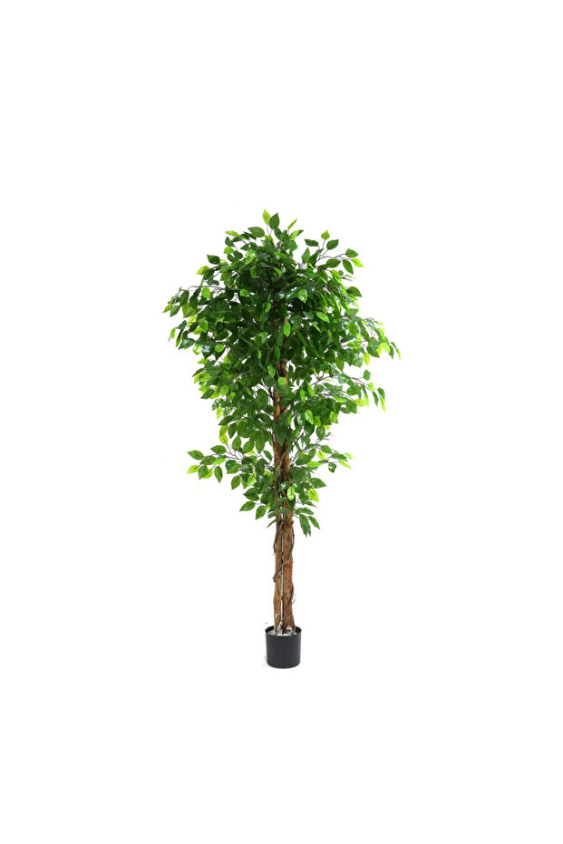 Ficus 180cm - 1