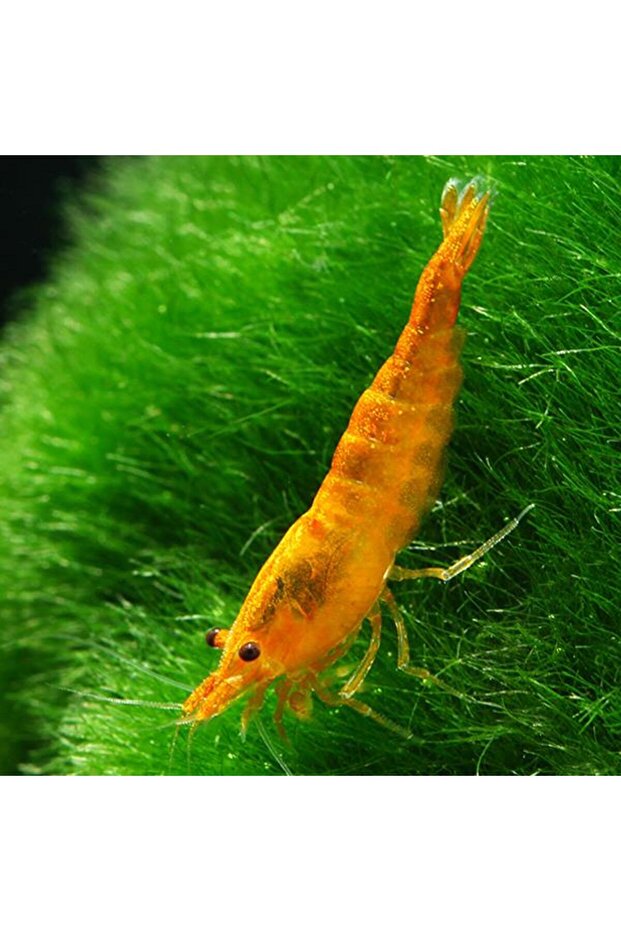 Turuncu Sakura Karides 10 Adet - 1