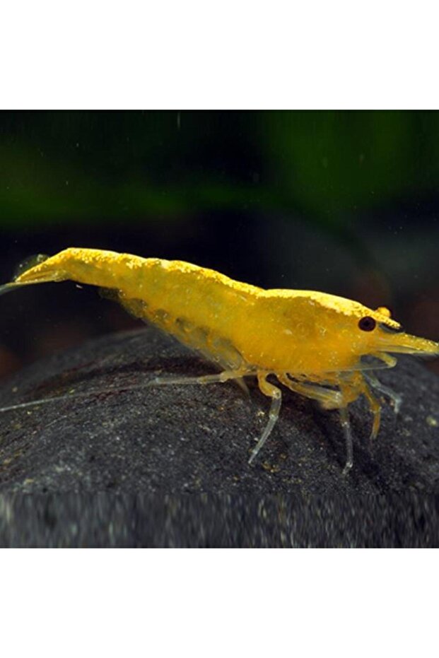 Sarı Ateş Karides 5 Adet - 1