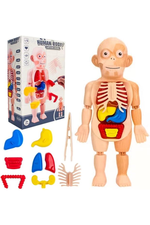 Human Body Parts Assembly Set - 13 Piece Removable Anatomy Model