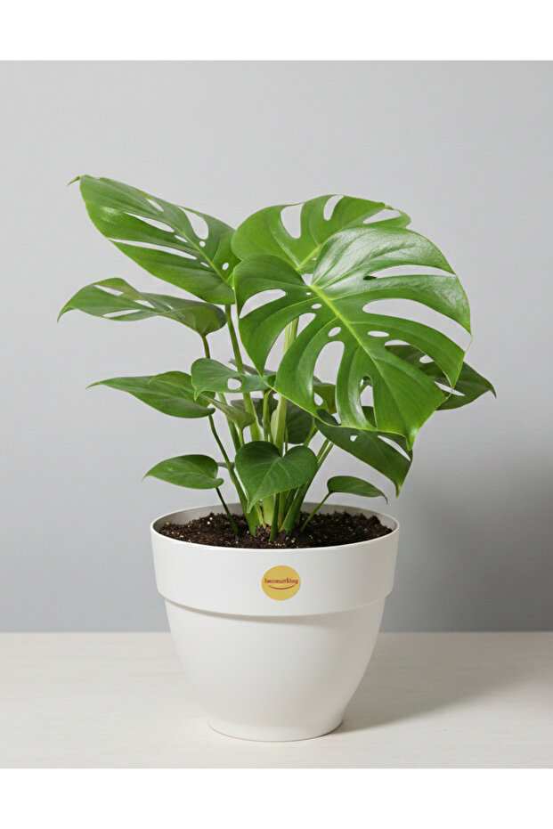 Renkli Saksı 25cm - 2