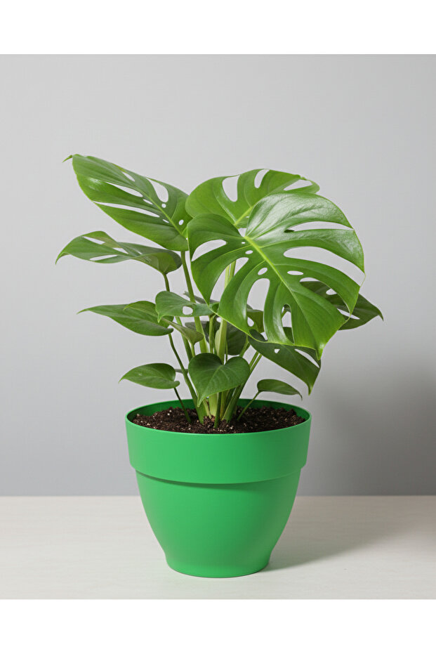 Renkli Saksı 25cm - 2