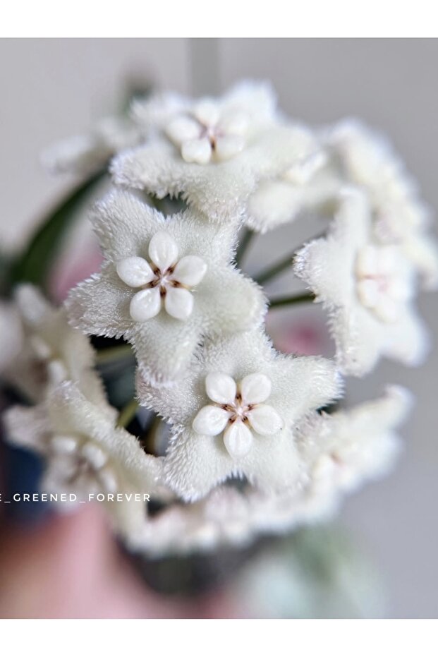 Hoya Lima Silver Mum Çiçeği