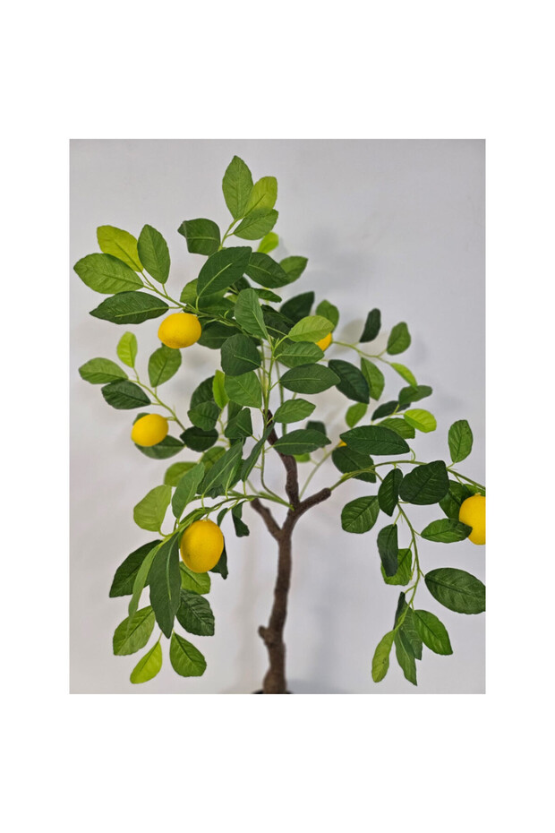 Lemon 100cm - 4