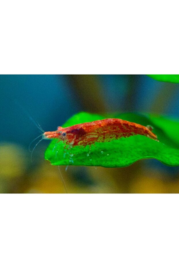 Kırmızı Sakura Karides 5 Adet - 2