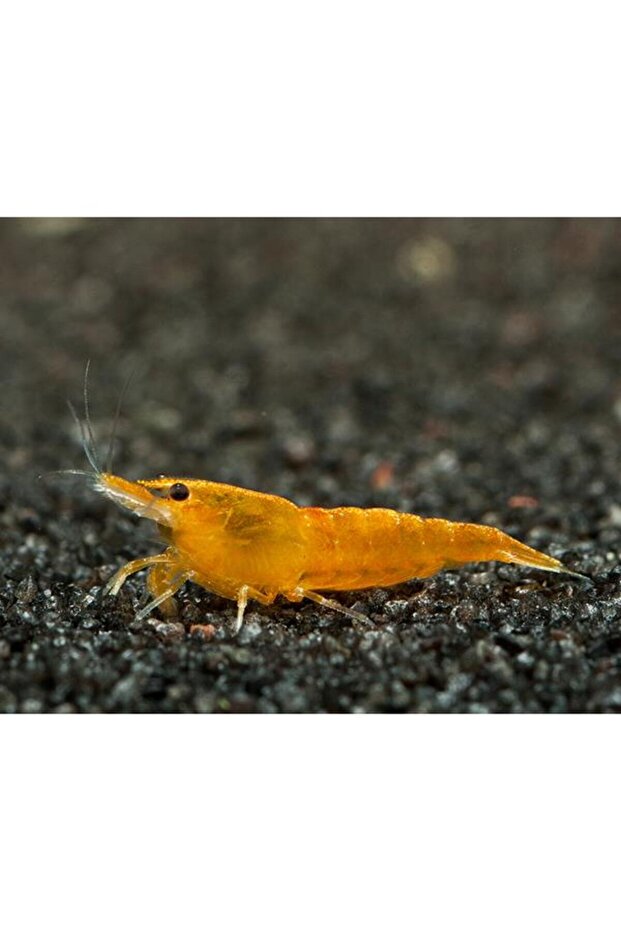 Turuncu Sakura Karides 10 Adet - 2