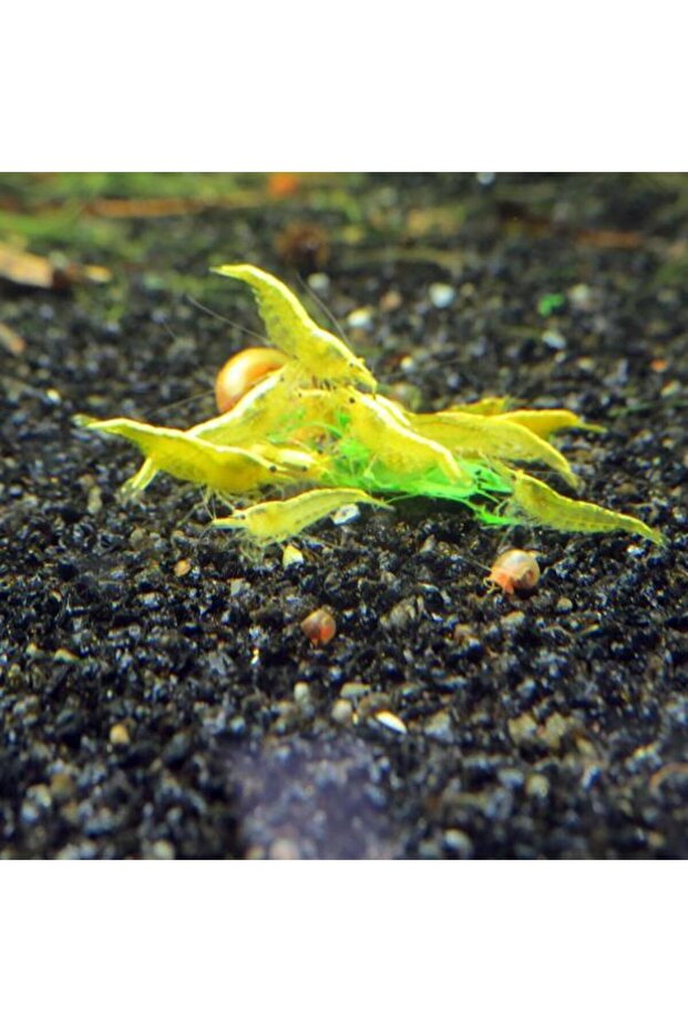 Sarı Ateş Karides 5 Adet - 2