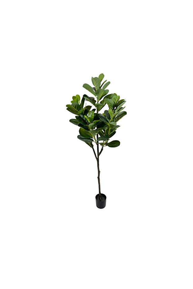 Ficus fiddle leaf 170cm - 1