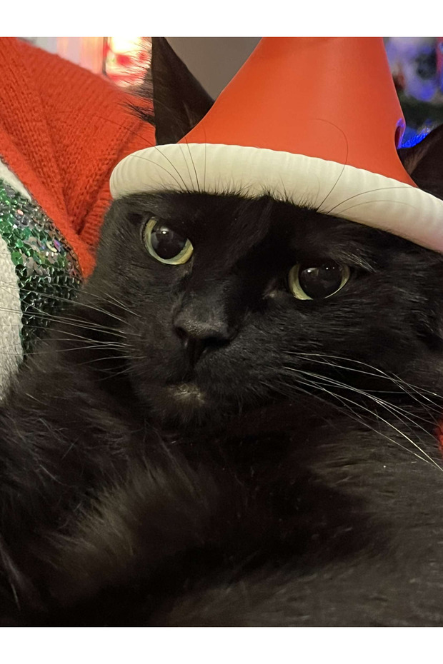 Christmas Cat Hat - 3
