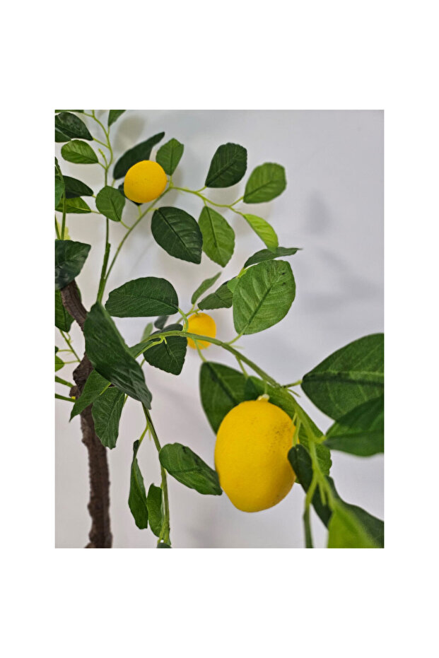 Lemon 100cm - 5