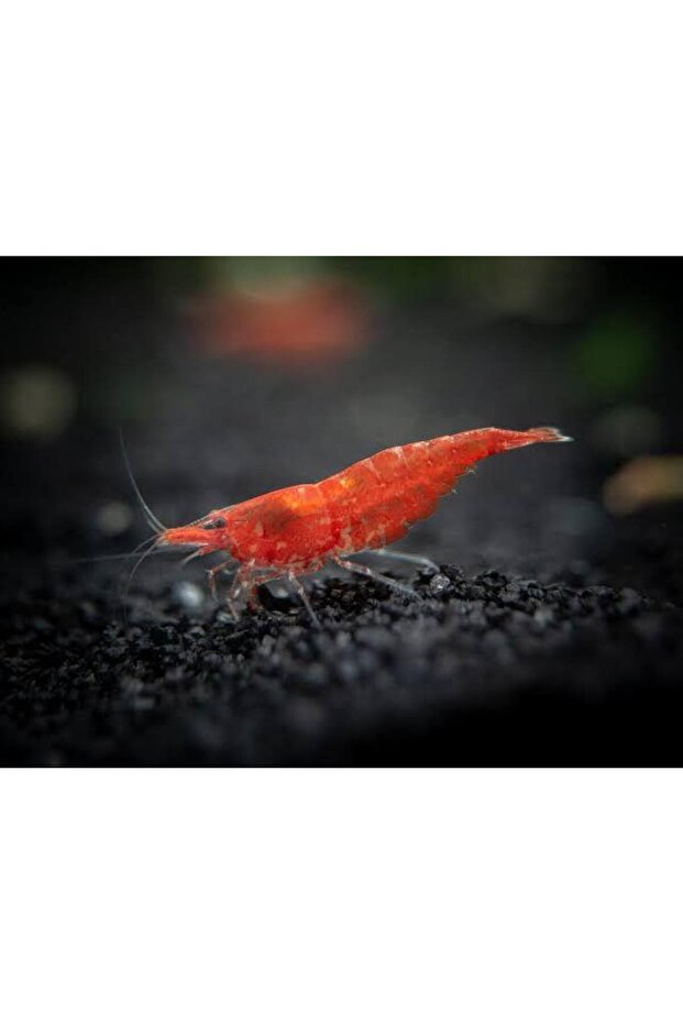 Kırmızı Sakura Karides 5 Adet - 3